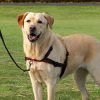 Trixie Lead`n`Walk Soft, Gå Pent Sele