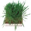 Trixie Gnagergress 100g