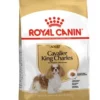 Cavalier King Charles Adult 1,5 kg