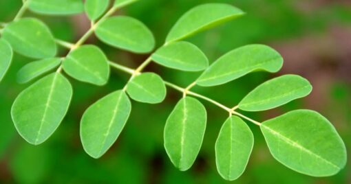 Moringa økologisk - Bilde 2