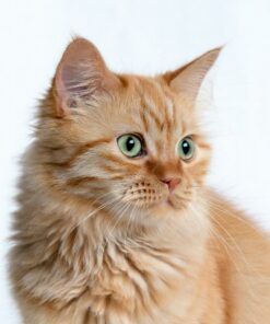 Katt