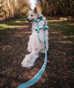 Non-stop dogwear Bungee leash, unisex, aqua, 2m, single
