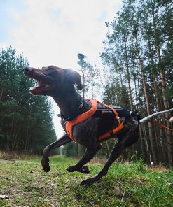 Non-stop dogwear Freemotion harness 5.0, unisex, aqua/pink, 3, single