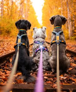 Non-stop dogwear Line harness 5.0 RP signature edition, unisex, purple/pink, 1, single