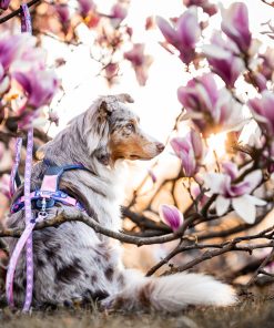 Non-stop dogwear Line harness 5.0 RP signature edition, unisex, purple/pink, 1, single