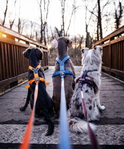 Non-stop dogwear Move leash, unisex, blue, 1.5m/10mm, single