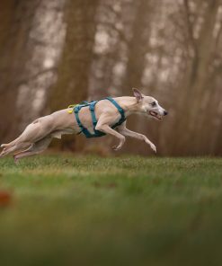 Non-stop dogwear Ramble harness long, unisex, teal, XS, single