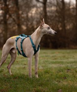Non-stop dogwear Ramble harness long, unisex, teal, XS, single
