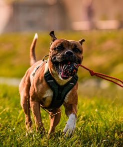 Non-stop dogwear Ramble harness, unisex, green, XS, single