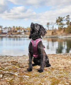 Non-stop dogwear Ramble harness, unisex, green, XS, single