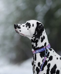 Non-stop dogwear Trail quest collar RP signature edition, unisex, purple/pink, S, single