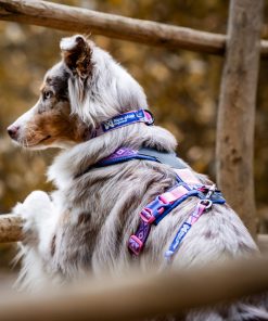 Non-stop dogwear Trail quest collar RP signature edition, unisex, purple/pink, S, single