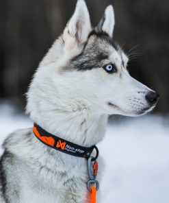 Non-stop dogwear Trail quest collar, unisex, orange/black, S, single