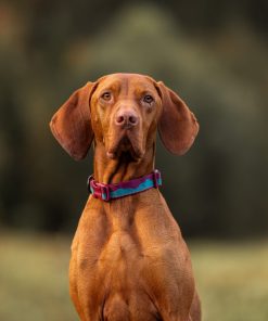Non-stop dogwear Trail quest collar, unisex, orange/black, S, single