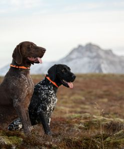 Non-stop dogwear Trail quest collar, unisex, orange/black, S, single