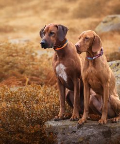 Non-stop dogwear Trail quest collar, unisex, orange/black, S, single