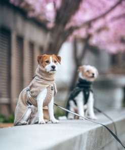 Non-stop dogwear Wool dog jacket, unisex, dark teal, 45, single