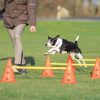 Trixie Agility Hinder Inneholder 6 Kjegler Ø23x30cm 3 Stenger 78cm